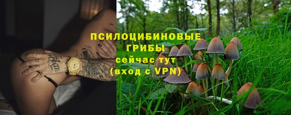 хмурый Аркадак
